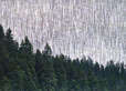 Pacific Northwest photography, trees, snow