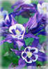 purple flowers, gardens, close ups