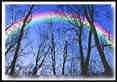 full rainbow over trees
