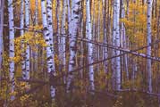 Oklahoa photography, changing aspen trees