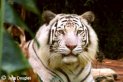 white tigers, predators