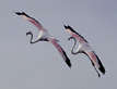 flamingos, birds in flight