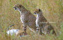 wildlife, underwater photography, Kenya, Galapagos Islands, Bermuda