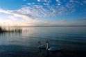 lakes, ponds, swann, wildlife images